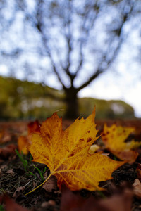 Symbolfoto Herbst