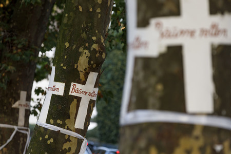Baum-Aktivisten in Köln