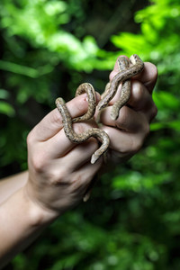 Symbolfoto Schlangenbrut