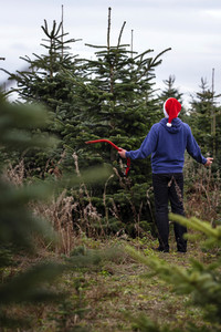 Symbolfoto Tannenbaum