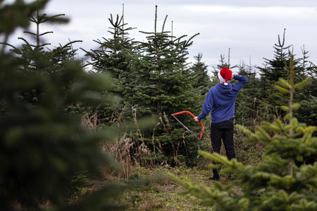 Symbolfoto Tannenbaum