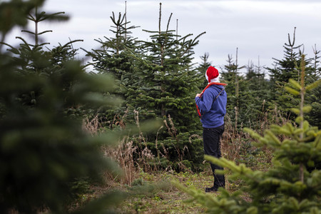 Symbolfoto Tannenbaum