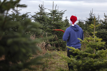 Symbolfoto Tannenbaum