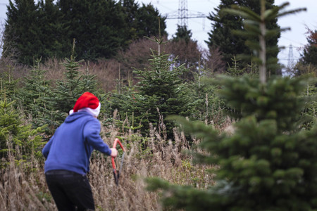 Symbolfoto Tannenbaum
