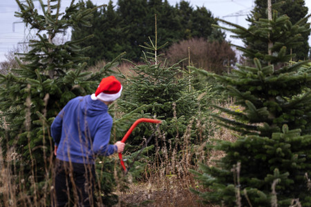 Symbolfoto Tannenbaum
