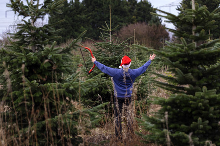 Symbolfoto Tannenbaum