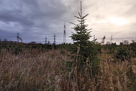 Symbolfoto Tannenbaum