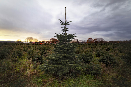 Symbolfoto Tannenbaum