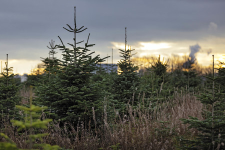 Symbolfoto Tannenbaum