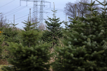 Symbolfoto Tannenbaum