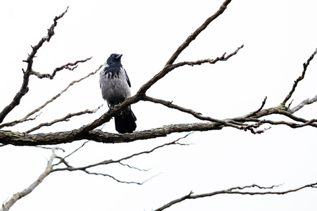 Symbolfofo Pechvogel