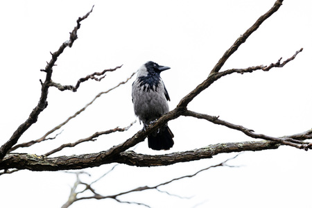 Symbolfofo Pechvogel