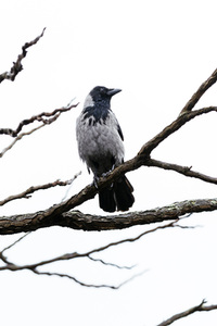 Symbolfofo Pechvogel