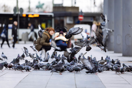Symbolfoto Stadttauben