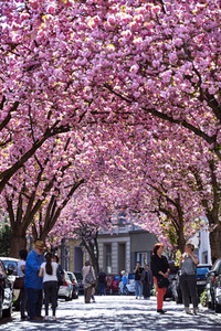 Impressionen von der Kirschblüte 2018 in Bonn