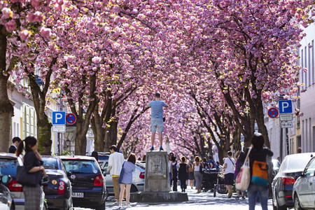 Impressionen von der Kirschblüte 2018 in Bonn