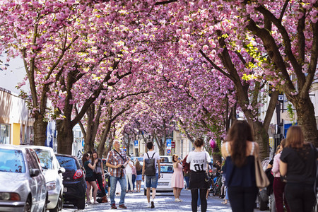 Impressionen von der Kirschblüte 2018 in Bonn