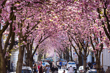 Impressionen von der Kirschblüte 2018 in Bonn