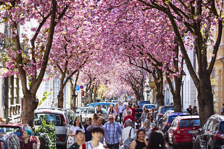 Impressionen von der Kirschblüte 2018 in Bonn