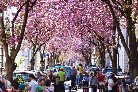 Impressionen von der Kirschblüte 2018 in Bonn