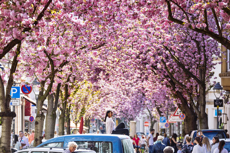 Impressionen von der Kirschblüte 2018 in Bonn