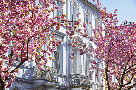 Impressionen von der Kirschblüte 2018 in Bonn