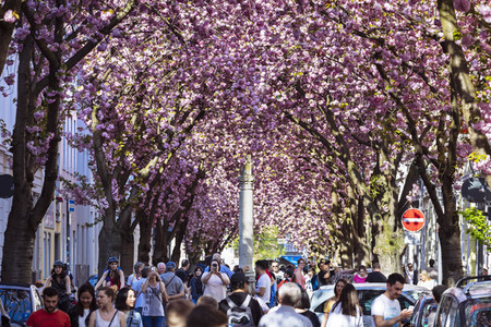 Impressionen von der Kirschblüte 2018 in Bonn