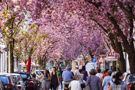 Impressionen von der Kirschblüte 2018 in Bonn