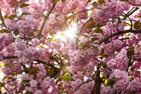 Impressionen von der Kirschblüte 2018 in Bonn