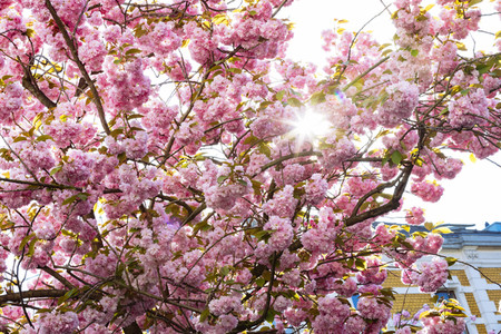 Impressionen von der Kirschblüte 2018 in Bonn