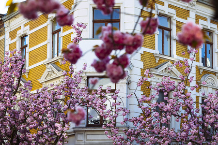 Impressionen von der Kirschblüte 2018 in Bonn