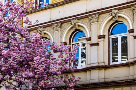 Impressionen von der Kirschblüte 2018 in Bonn