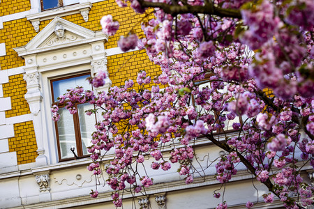 Impressionen von der Kirschblüte 2018 in Bonn