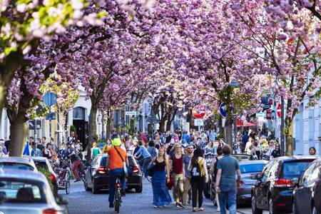 Impressionen von der Kirschblüte 2018 in Bonn