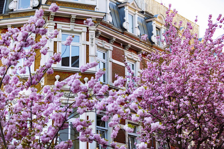 Impressionen von der Kirschblüte 2018 in Bonn