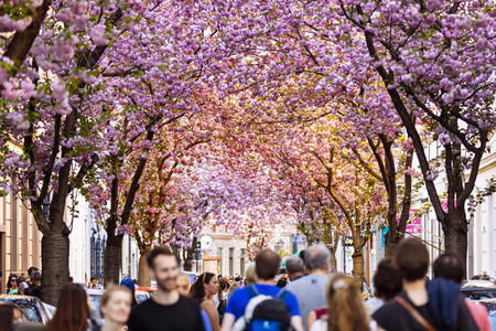 Impressionen von der Kirschblüte 2018 in Bonn