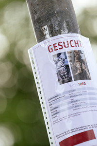 Symbofoto entlaufenes Haustier