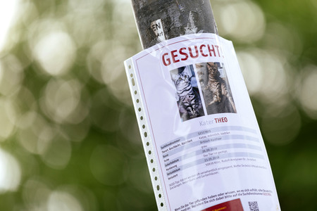 Symbofoto entlaufenes Haustier