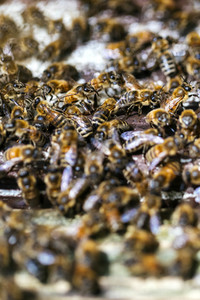 Symbolfoto Bienenvolk