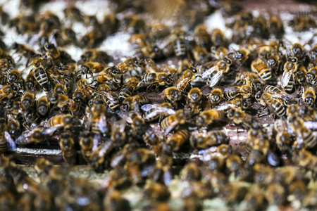 Symbolfoto Bienenvolk