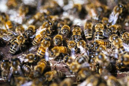 Symbolfoto Bienenvolk
