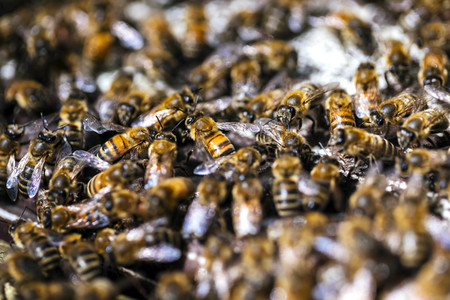 Symbolfoto Bienenvolk