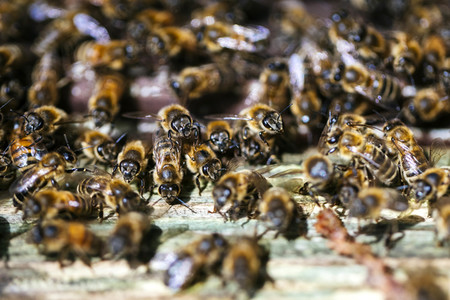 Symbolfoto Bienenvolk