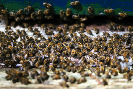 Symbolfoto Bienenvolk