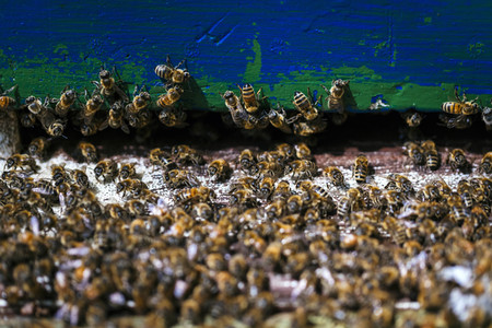 Symbolfoto Bienenvolk