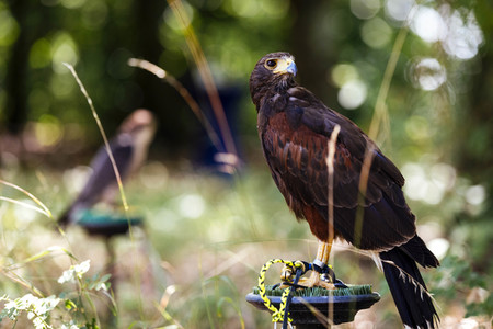 Symbolfoto Vogelvergrämung