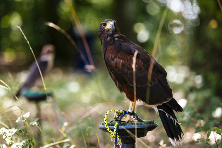 Symbolfoto Vogelvergrämung