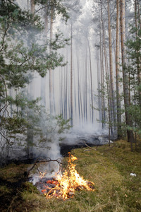 Waldbrände in Potsdam