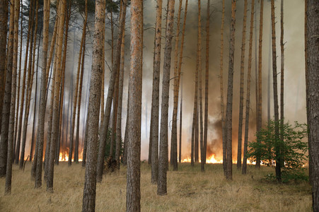 Waldbrände in Potsdam