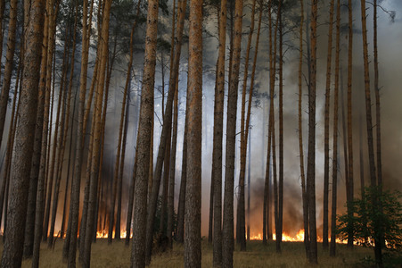 Waldbrände in Potsdam